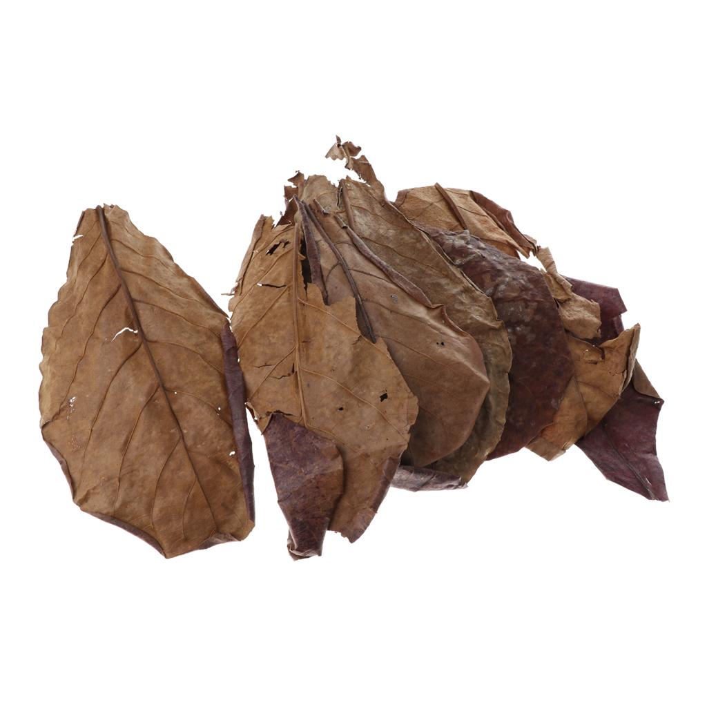 Betta Fish Tank - Akuarium Ikan, Daun Almond India, Warna