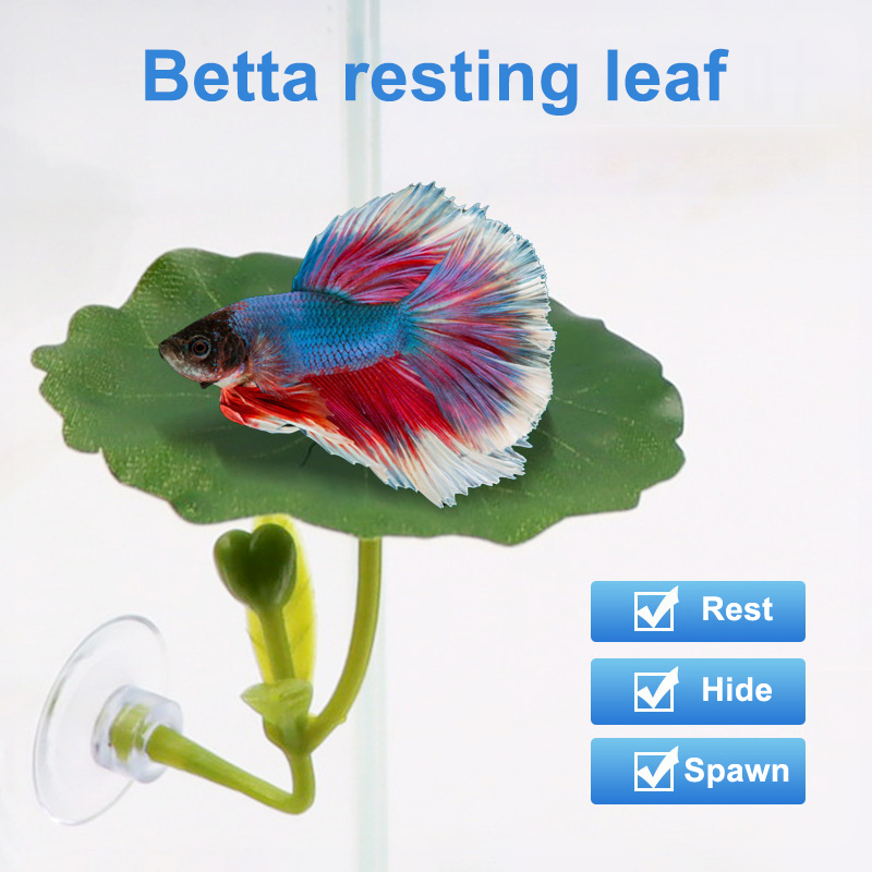 (Ce14)1/5PC Akuarium Daun Hija - Aquarium Fish Betta ulasan dan harga