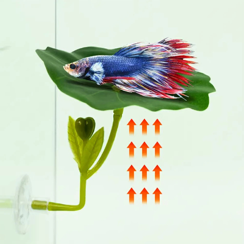 (Ce14)1/5PC Akuarium Daun Hija - Aquarium Fish Betta ulasan dan harga